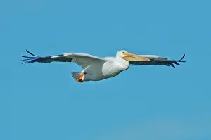 Erythrorhynchos: White Pelican gliding