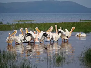 Pelicanus: White Pelican - group