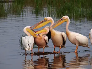 Pelicanus: White Pelican - group