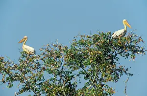 Mopane: White Pelican - in the morning on their resting-tree