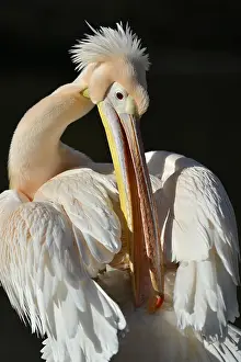 Caring: White pelican (Pelecanus onocrotalus), captive