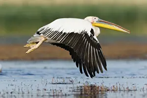 Danube: White Pelican (Pelecanus onocrotalus) flying, Danube