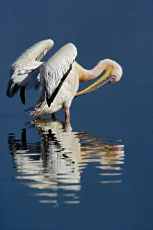 Preen: White Pelican, Pelecanus onocrotalus, Lake