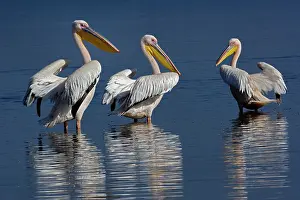 Nakuru: White Pelican, Pelecanus onocrotalus, Lake