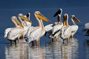 Nakuru: White Pelican, Pelecanus onocrotalus, Lake