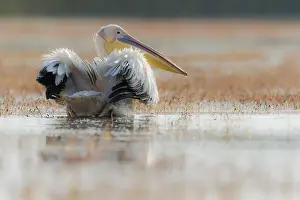 Danube: White Pelican (Pelecanus onocrotalus) ruffling feathers