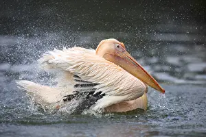 Preen: White Pelican (Pelecanus onocrotalus) taking a bath