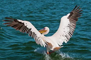 Namibian: White pelican (Pelecanus onocrotalus), Walvis