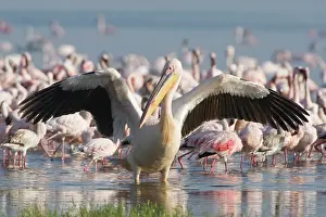 Stretches: A White Pelican stretches its wings in front