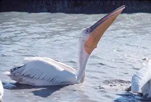 Swallowing: WHITE PELICAN - swallowing fish