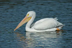 Erythrorhynchos: White Pelican swimming