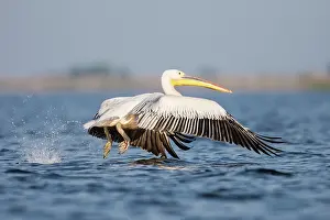Pelicans: White pelican - taking off from lake surface - Romania