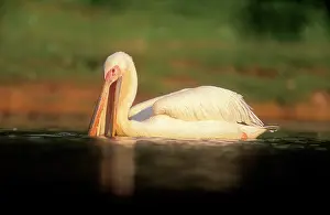 Ingrid Van Den Berg: White PELICAN - Side view, in water