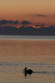 Erythrorhynchos: White Pelican - On water at dawn