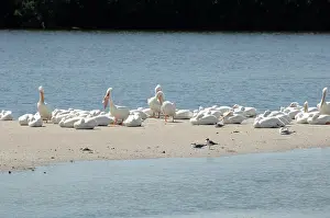 Erythrorhynchos: White Pelicans