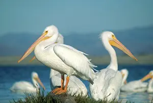Erythrorhynchos: White Pelicans
