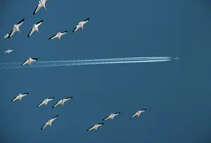 Plane: White Pelicans