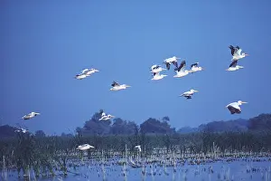 Romania: WHITE PELICANS - in flight