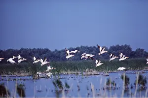 Romania: WHITE PELICANS - group in flight