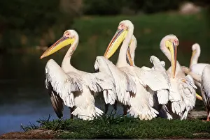 Pelicans: WHITE PELICANS - group by water