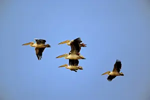 Pelicans: White Pelicans, Pelecanus onocrotalus, in