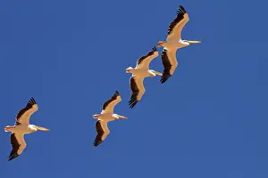 Pelicans: White Pelicans (Pelecanus onocrotalus)