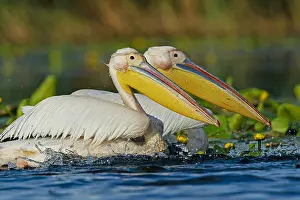 Danube: White Pelicans (Pelecanus onocrotalus) on water