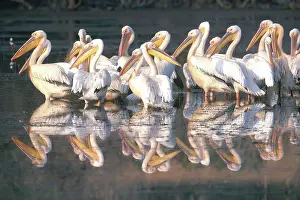Pelecanidae: White Pelicans in South Africa