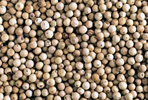 Spices: White Peppercorns