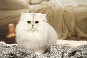 240119: White Persian cat indoors