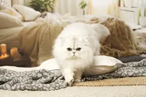240119: White Persian cat indoors