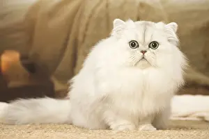 240119: White Persian cat indoors