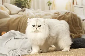 240119: White Persian cat indoors