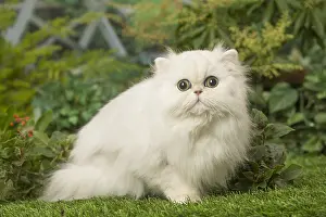 240119: White Persian cat outdoors