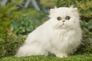 240119: White Persian cat outdoors