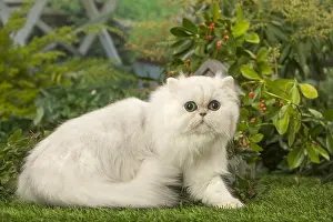 240119: White Persian cat outdoors