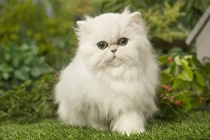 240119: White Persian cat outdoors