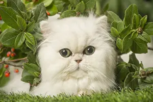 240119: White Persian cat outdoors