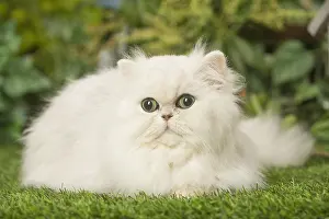 240119: White Persian cat outdoors