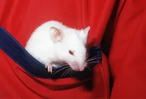 Owner: WHITE PET MOUSE IN POCKET