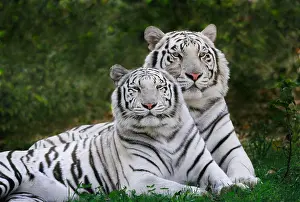 Homonyms: White phase, Bengal Tiger, Tigris White phase, Bengal