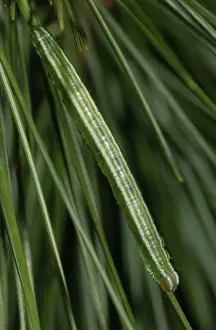 Needles: White Pine Angle