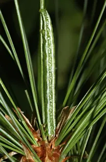 Needles: White Pine Angle