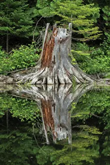 Quebec: White pine stump, La Mauricie National Park, Quebec