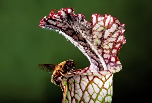 Attracted: White Pitcher Plant - a dipterous comes near the