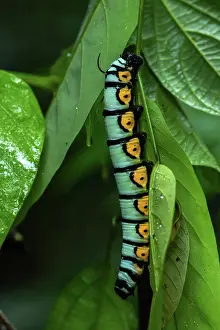 Amazonian: White-plagued sphinx (Manduca albiplaga) caterpillar