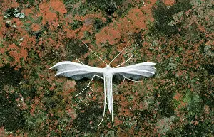 Pentadactyla: White Plume MOTH