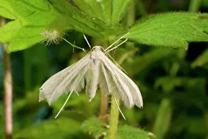 Pentadactyla: White Plume Moth