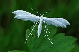 Pentadactyla: White Plume Moth