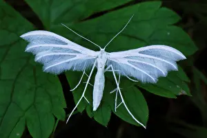 Pentadactyla: White Plume Moth